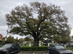A large oak tree, which dates back to the 17th Century, with new fencing surrounding it.