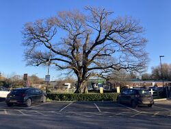 A large oak tree, which dates back to the 17th Century, with new fencing surrounding it.